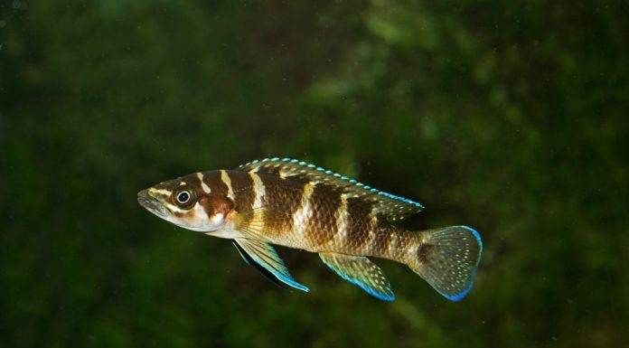 Neolamprologus cylindricus