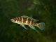 Fiche du poisson Neolamprologus cylindricus Neolamprologus cylindricus