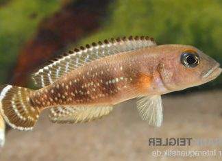 Neolamprologus meeli
