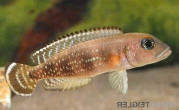 Fiche du poisson Neolamprologus meeli Neolamprologus meeli