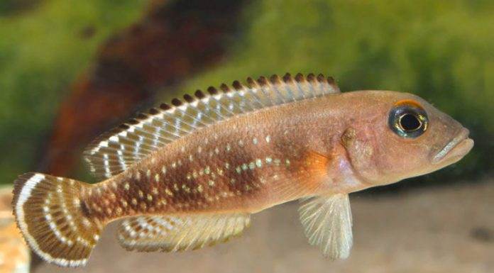 Fiche du poisson Neolamprologus meeli Neolamprologus meeli