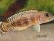 Neolamprologus meeli