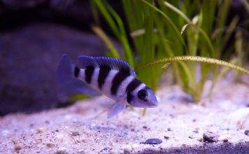 Neolamprologus tretocephalus