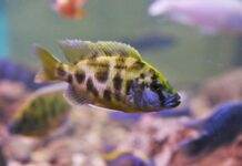 Nimbochromis livingstonii cichlidé