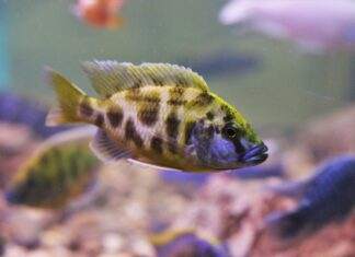 Nimbochromis livingstonii cichlidé