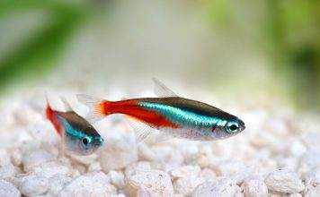 Fiche du poisson Paracheirodon simulans Paracheirodon simulans