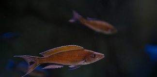 Paracyprichromis brieni