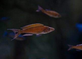 Fiche du poisson Paracyprichromis brieni Paracyprichromis brieni