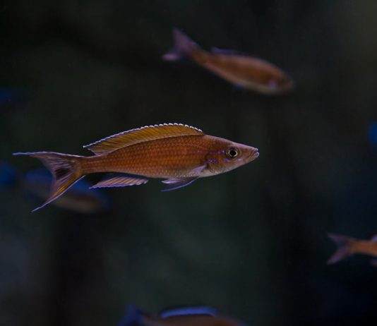 Paracyprichromis brieni