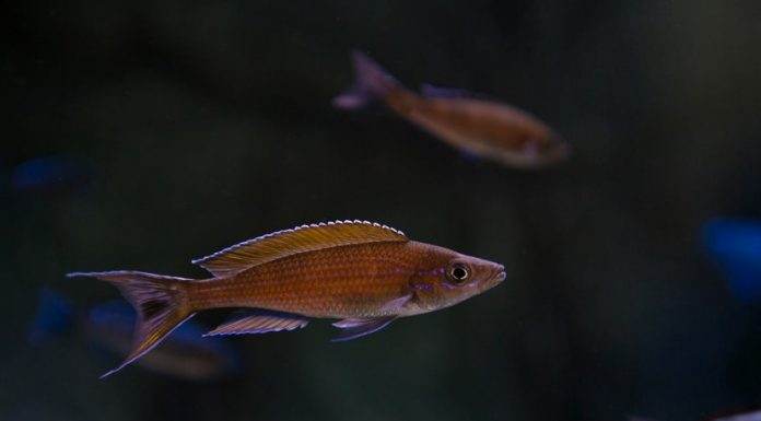 Paracyprichromis brieni