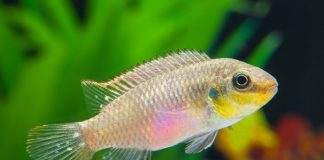 Pelvicachromis subocellatus