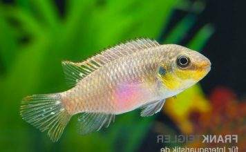 Fiche du poisson Pelvicachromis subocellatus Pelvicachromis subocellatus