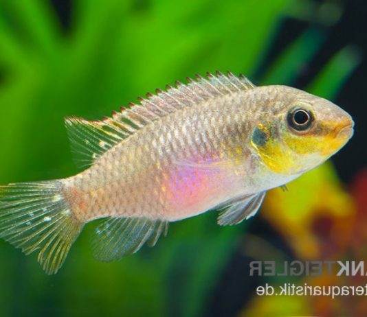 Pelvicachromis subocellatus