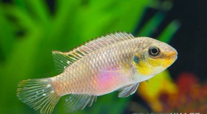 Fiche du poisson Pelvicachromis subocellatus Pelvicachromis subocellatus