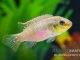 Fiche du poisson Pelvicachromis subocellatus Pelvicachromis subocellatus
