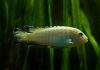 Pseudotropheus socolofi