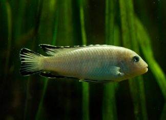 Pseudotropheus socolofi