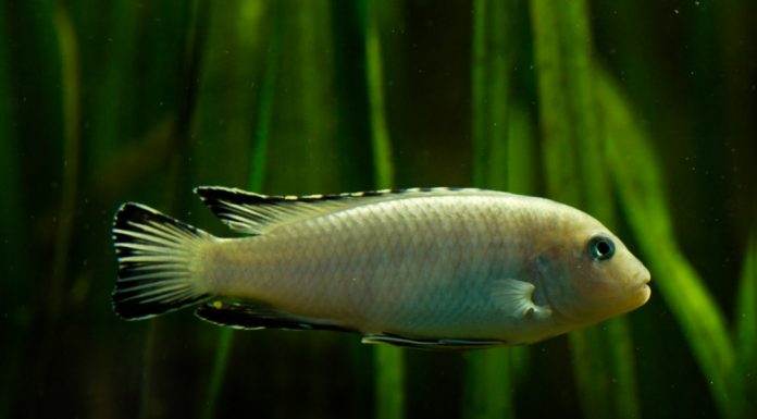 Fiche du poisson Pseudotropheus socolofi Pseudotropheus socolofi