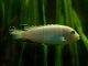 Fiche du poisson Pseudotropheus socolofi Pseudotropheus socolofi
