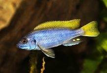 Fiche du poisson Pseudotropheus sp. acei Pseudotropheus sp. acei