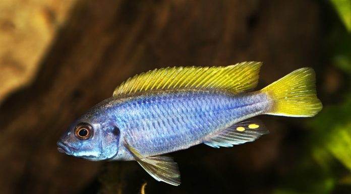 Pseudotropheus sp. acei