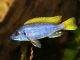 Pseudotropheus sp. acei