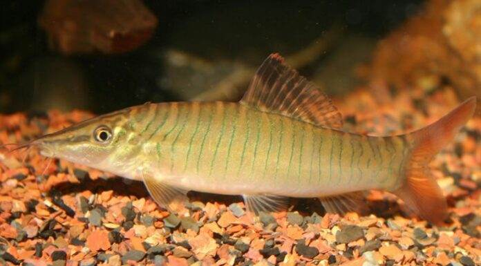 Fiche du poisson Syncrossus hymenophysa Syncrossus hymenophysa