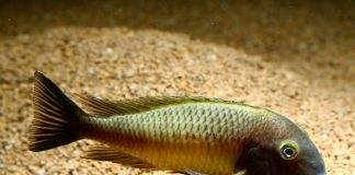 Tropheus moorii
