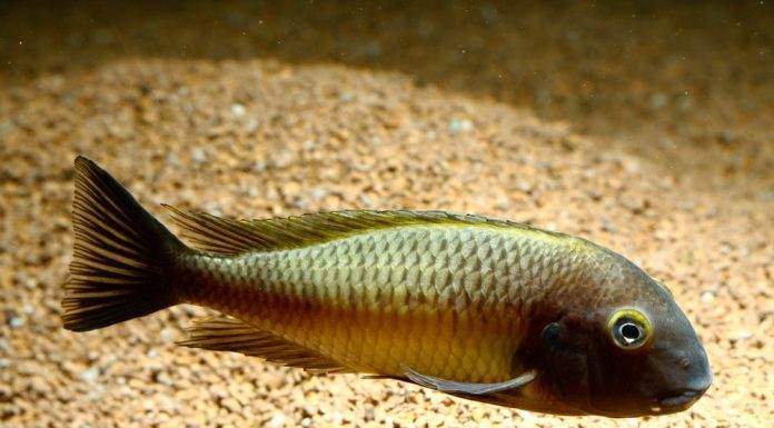 Fiche du poisson Tropheus moorii Tropheus moorii