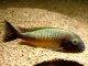 Tropheus moorii