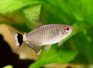 Fiche du poisson Moenkhausia sanctaefilomenae Tétra yeux rouges