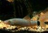 Fiche du poisson Yasuhikotakia lecontei Yasuhikotakia lecontei