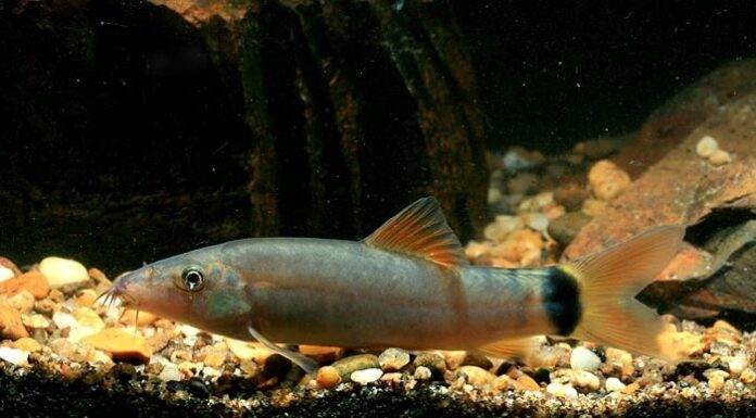 Yasuhikotakia lecontei