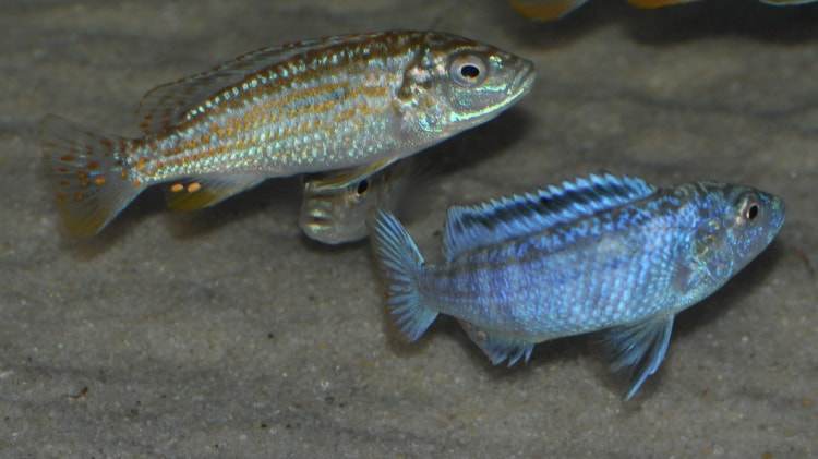 couple Melanochromis joanjohnsonae