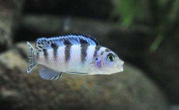 Fiche du poisson Maylandia lombardoi Femelle Maylandia lombardoi