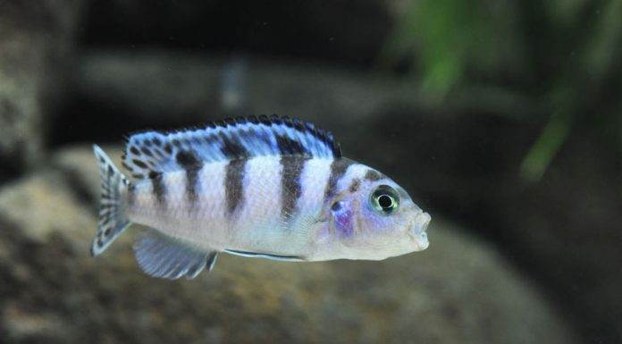 Fiche du poisson Maylandia lombardoi Femelle Maylandia lombardoi