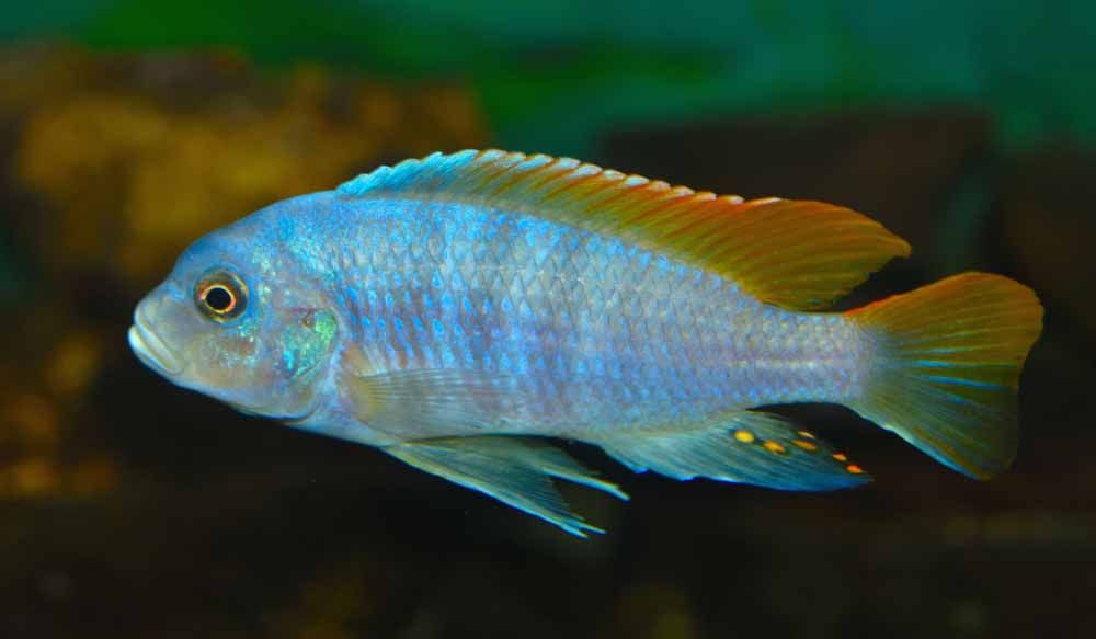 femelle poisson Placidochromis electra
