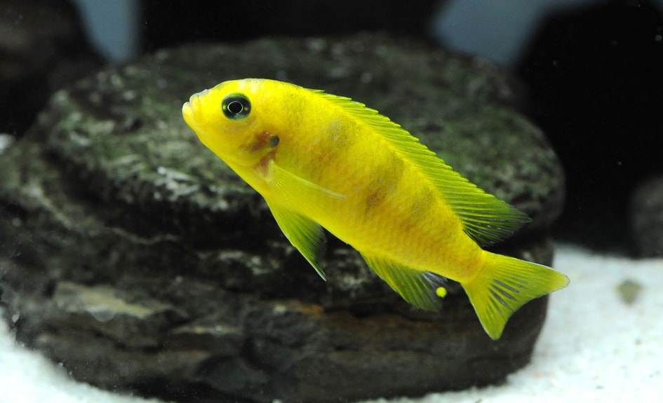 Male Maylandia lombardoi