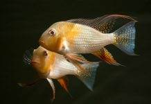 Fiche du poisson Acarichthys heckelii poisson Acarichthys heckelii