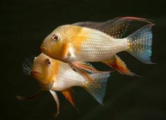 poisson Acarichthys heckelii