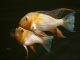 poisson Acarichthys heckelii