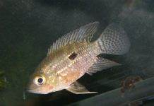 poisson Acaronia nassa