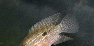 poisson Acaronia nassa