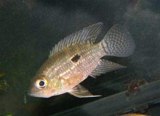 Fiche du poisson Acaronia nassa poisson Acaronia nassa