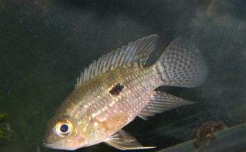 Fiche du poisson Acaronia nassa poisson Acaronia nassa