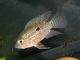 Fiche du poisson Acaronia nassa poisson Acaronia nassa