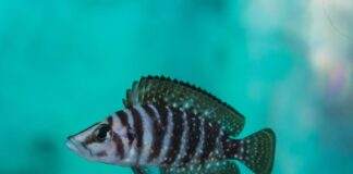 poisson Altolamprologus calvus