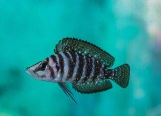 poisson Altolamprologus calvus