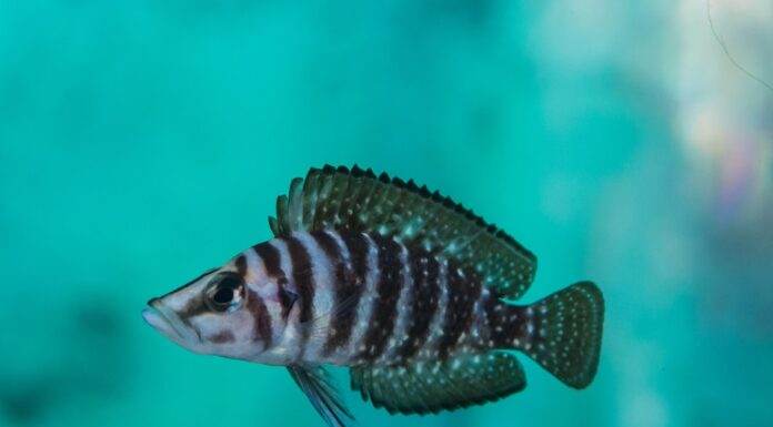 Fiche du poisson Altolamprologus calvus poisson Altolamprologus calvus