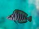 Fiche du poisson Altolamprologus calvus poisson Altolamprologus calvus